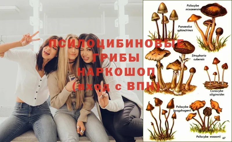 хочу наркоту  Высоковск  Псилоцибиновые грибы MAGIC MUSHROOMS 